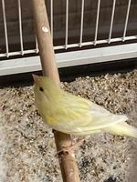  Canaris  
