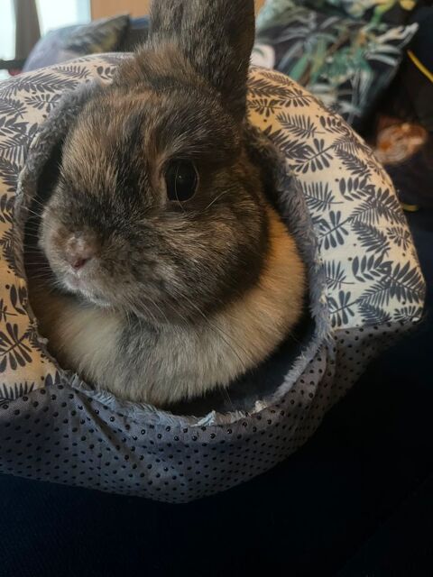Lapin nain 45 17640 Vaux-sur-mer