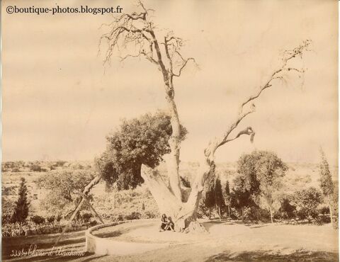 Photographie FELIX BONFILS Chêne d'Abraham, Palestine 1880 1 Loches (37)