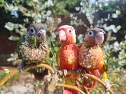   petit perroquet conure eam 