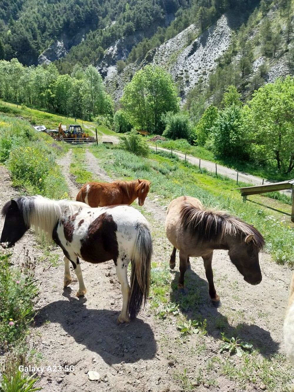   Ponettes et poneys  