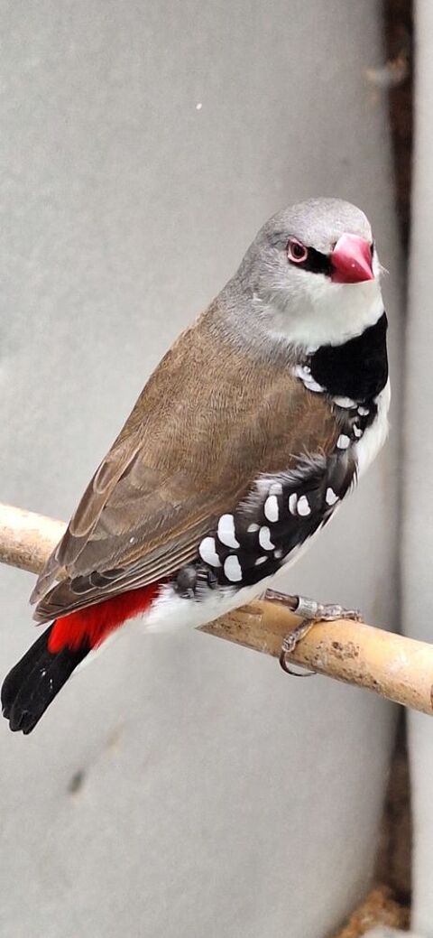 Diamant gouttelette  110 76250 D�ville-l�s-rouen