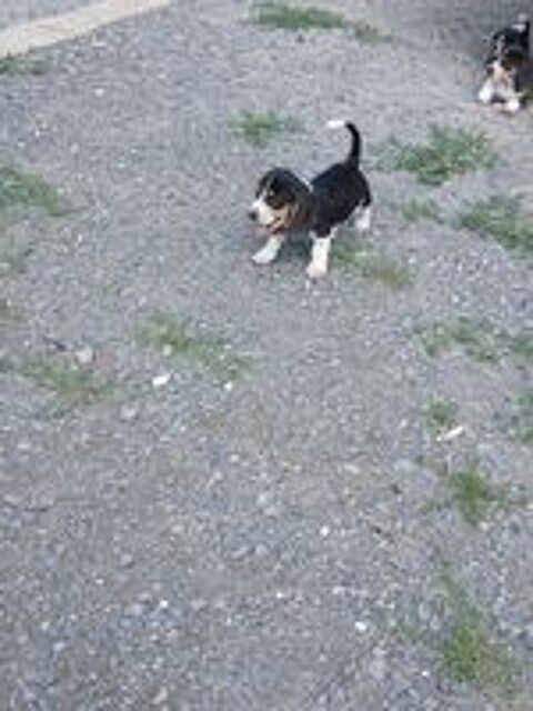   Chiot  