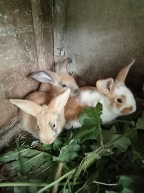 Lapin papillon ? 15 50300 Avranches