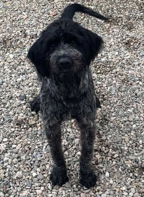 BARNABE, chien type griffon, 2 ans 220 34500 B�ziers