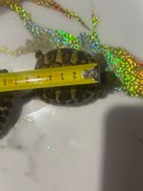   Tortues terrestres de 1 ans 