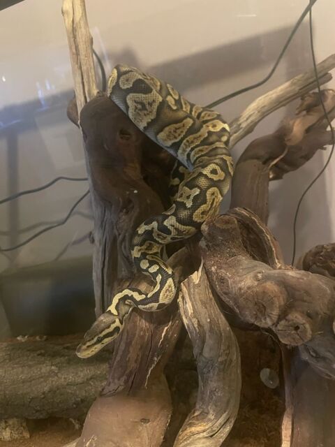  Python regius fire ball, Terrarium exoterra  90 x 60 x 45 t 100 59850 Nieppe