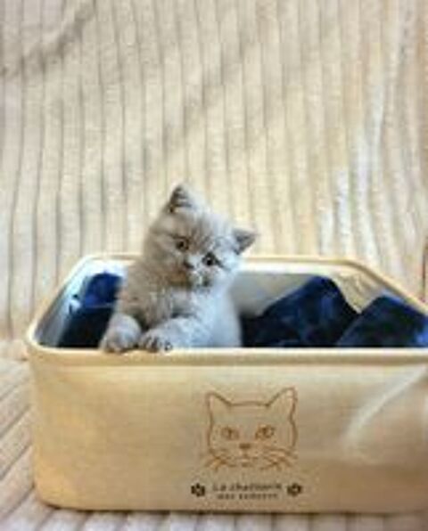   Chaton british shorthair  