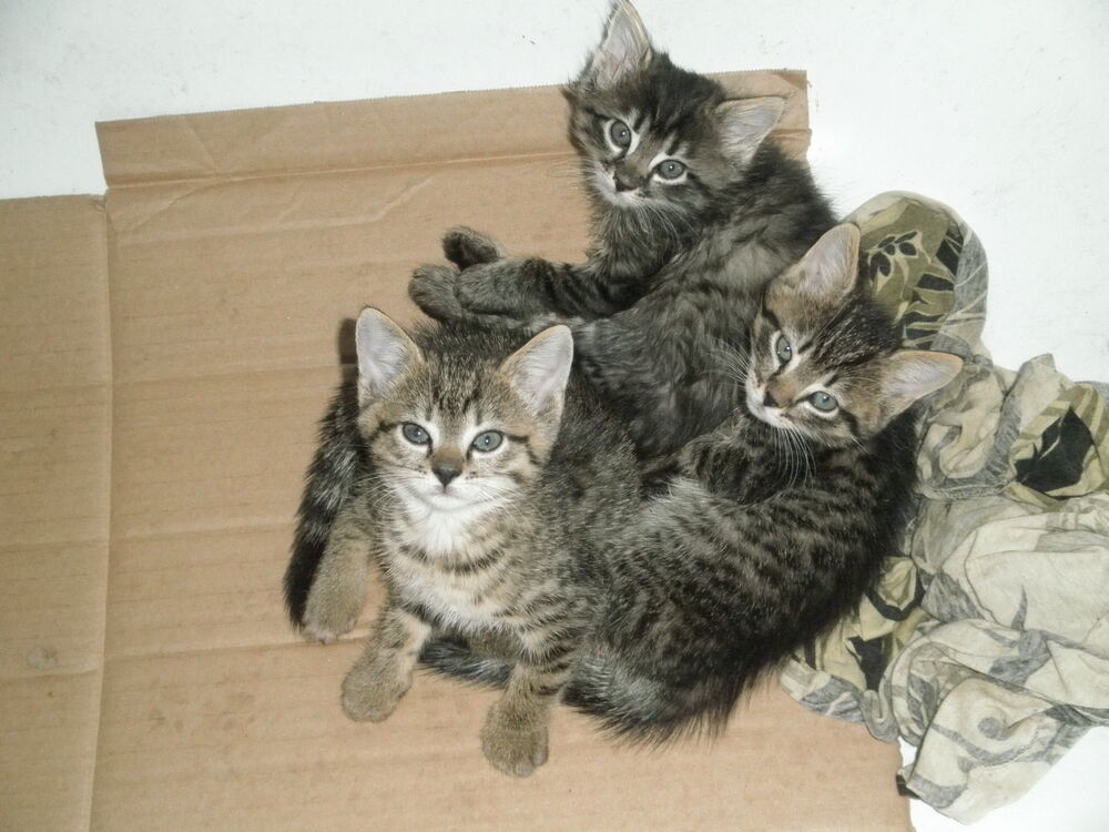   chatons européen 