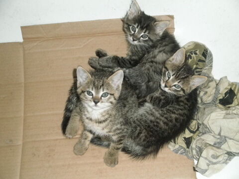 chatons europ&eacute;en 0 51300 Changy
