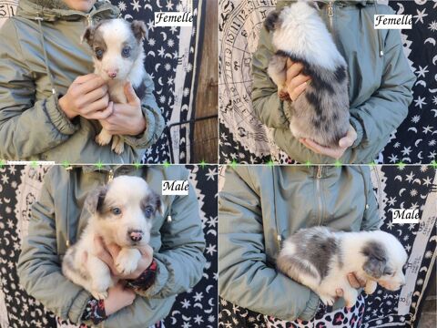 Chiots Border Collie 700 24800 Thiviers
