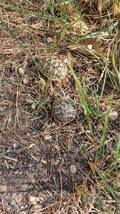 Juvéniles tortues 35 13114 Puyloubier