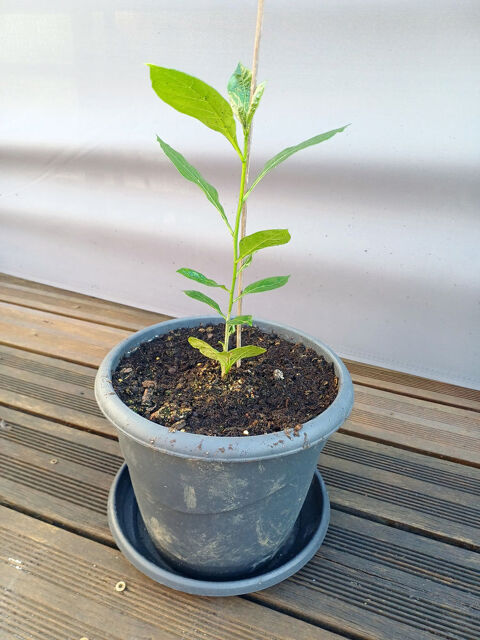 Somptueux BAOBAB hauteur 47cm Tours (37)