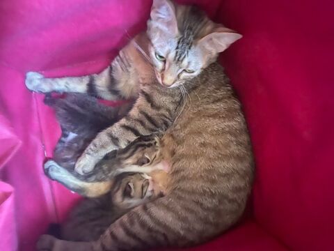 Chatons 0 64000 Pau