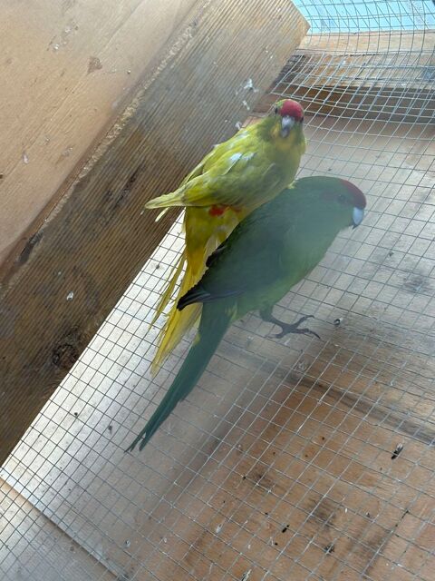 Couple kakariki 60 42800 Rive-de-gier