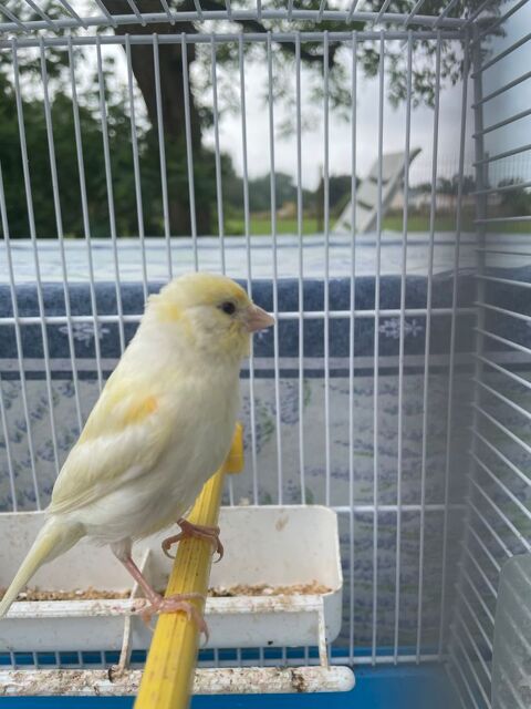 canari blanc 25 85270 Saint-hilaire-de-riez
