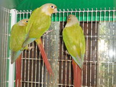   CONURES MOLINAE ANANAS 
