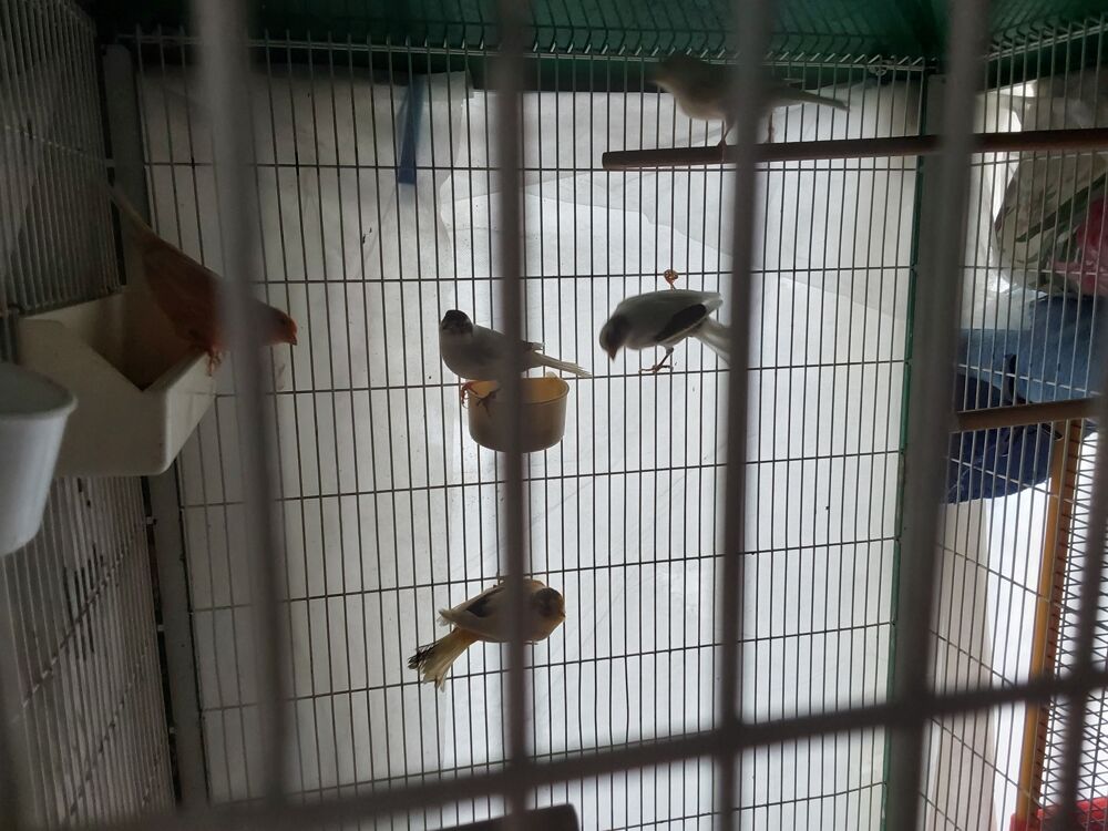   Canari  colombe diamant  