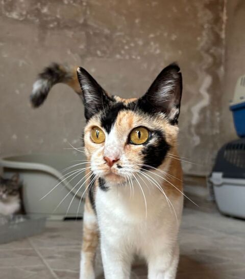 LENA 230 27620 Gasny