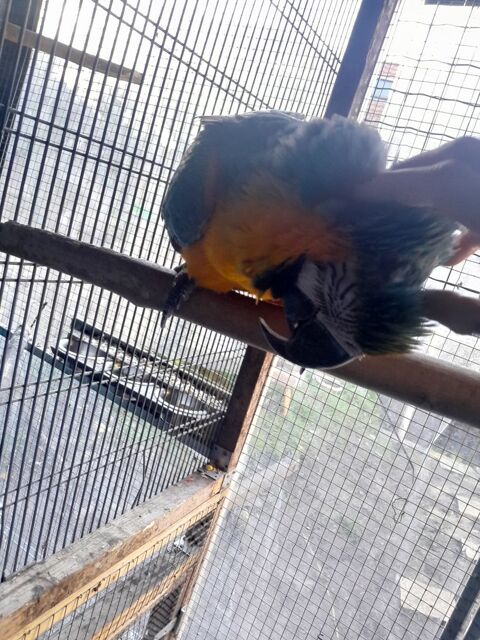 Ara ararauna 1000 62200 Boulogne-sur-mer