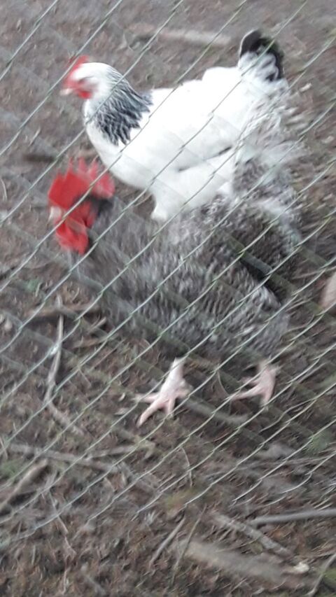 COQ 14 56540 Le croisty