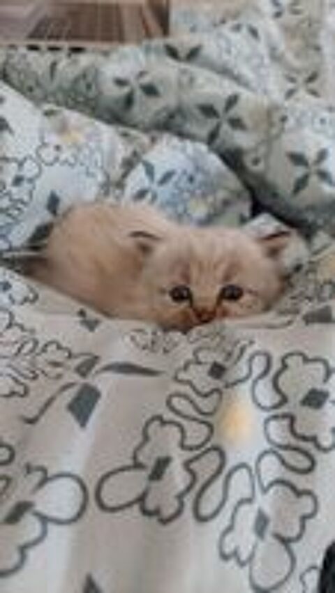   Chaton croisé sacré de Birmanie  