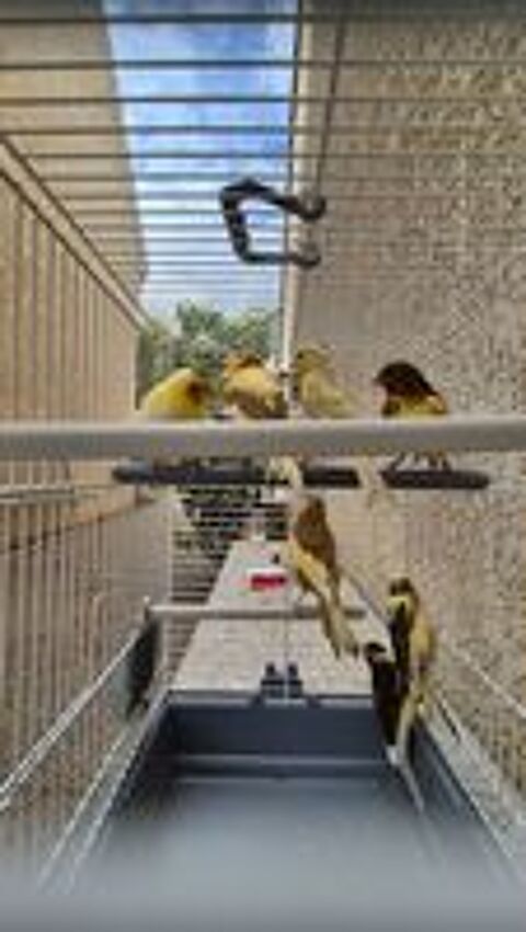   Canaris mosaic 2026 