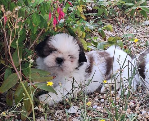   Adorables shih tzu LOF 