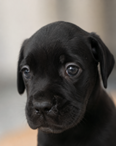   Chiots cane corso 
