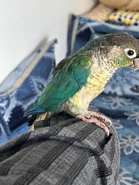 Conure eam 140 67310 Wasselonne