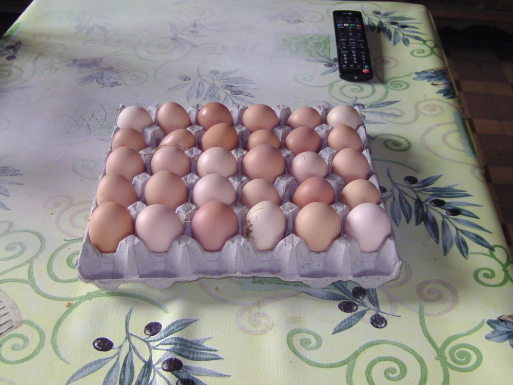   oeufs de poules 