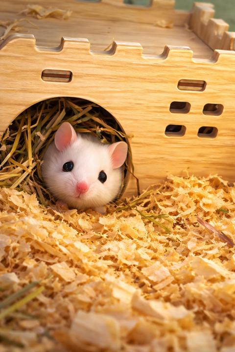 Donne souris m&acirc;les domestiques 0 68170 Rixheim