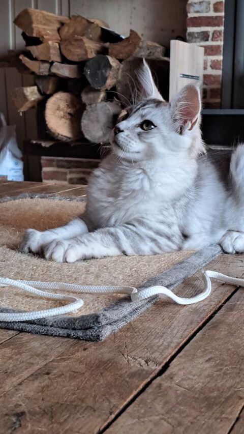 Chatons Maine coon loof 1200 44810 H�ric