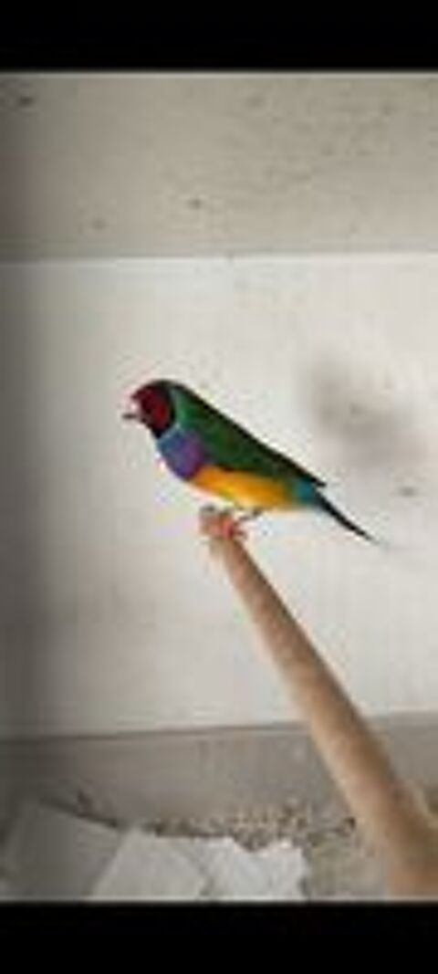   Diamant de Gould male  