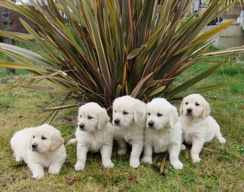 MAGNIFIQUE GOLDEN RETRIEVER
690 31360 Roquefort-sur-garonne