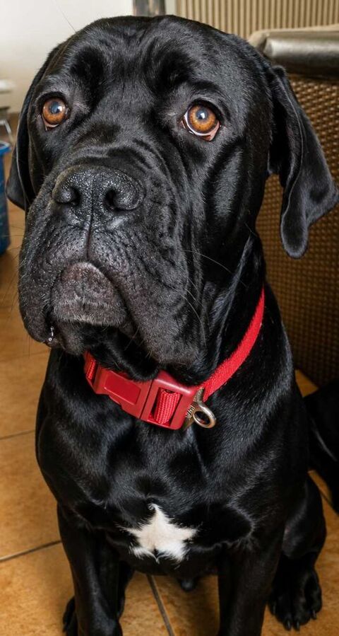 cane corso 0 70500 Vitrey-sur-mance