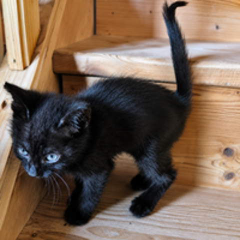   BAGHEERA 