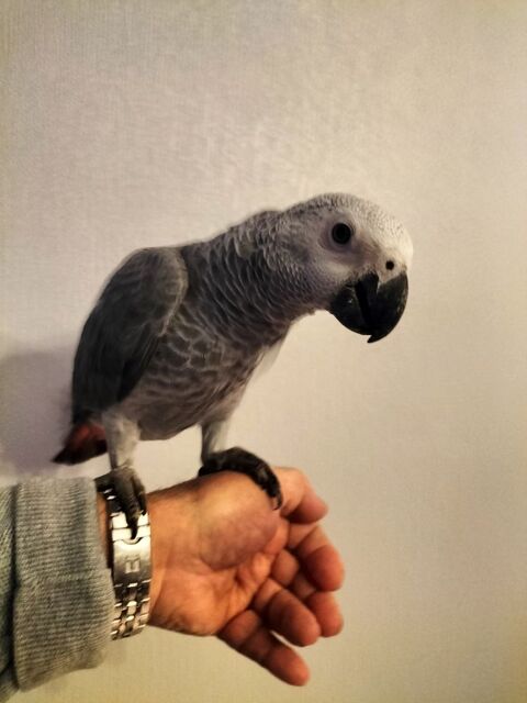 &Eacute;leveur capacitaire perroquet gris du gabon mal  au 1200 29820 Guilers