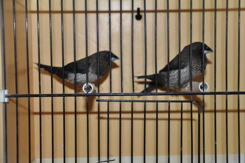 moineaux du japon 10 29200 Brest