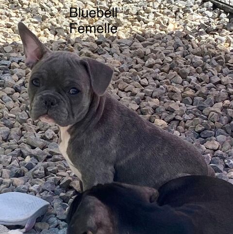 Magnifique chiot bouledogue fran&ccedil;ais ancien type 1800 34310 Quarante