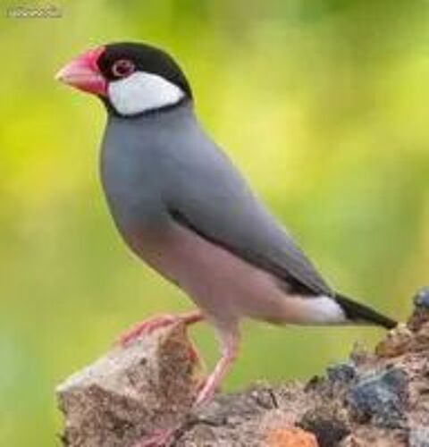 PADDAS DE JAVA 100 64310 Saint-p�e-sur-nivelle