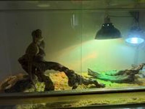   POGONA + Terrarium  