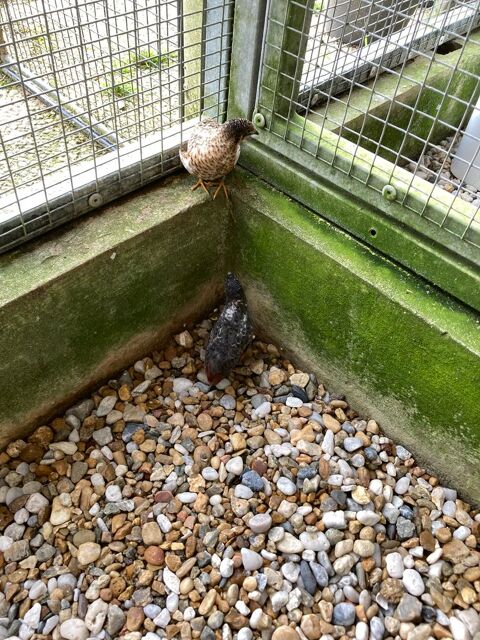 1 couple cailles de chine  17 35520 La chapelle-des-fougeretz