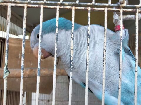 Couple perruche souris 150 07200 Aubenas