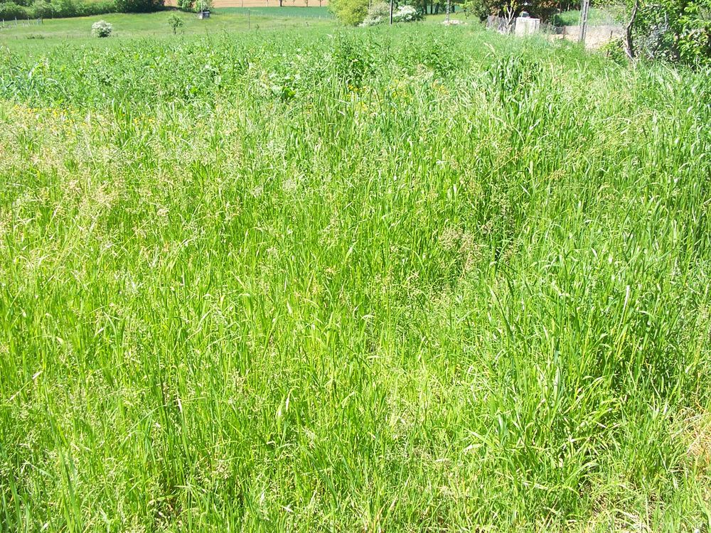 foin balle ronde Jardin