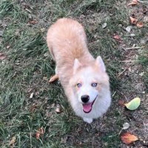   Femelle pomsky F3  
