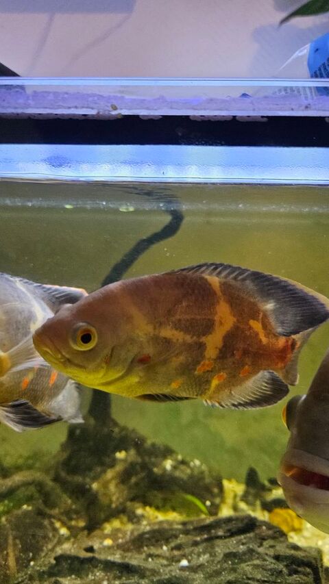 Oscar tigre albinos 50 57160 Moulins-l�s-metz