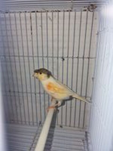   Couple canari Arlequin 