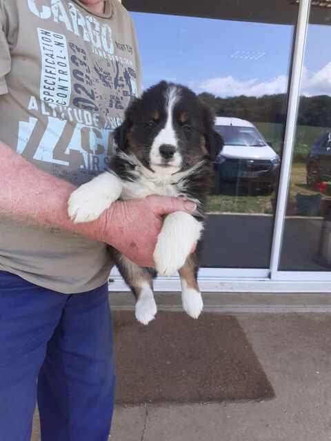 Animaux 600 42720 Briennon