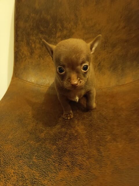 chiot chihuahua femelle marron poil court 1000 62300 Lens